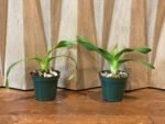 Phrag. Nicolle Tower (dalessandroi x longifolium) (4.5" pot) - Image 2