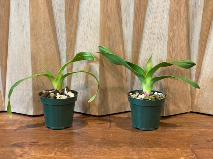 Phrag.  Nicolle Tower (dalessandroi x longifolium) (4.5" pot) - Image 2