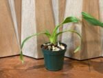 Phrag. Nicolle Tower (dalessandroi x longifolium) (4.5" pot) - Image 4