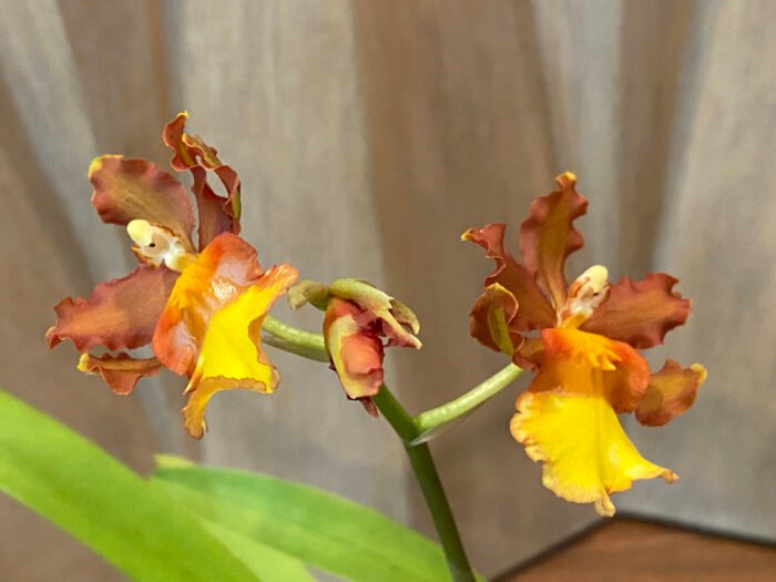 IN SPIKE- Odontocidium Burnt Orange (3.5" pot) - Image 2
