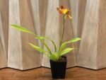 IN SPIKE- Odontocidium Burnt Orange (3.5" pot) - Image 5