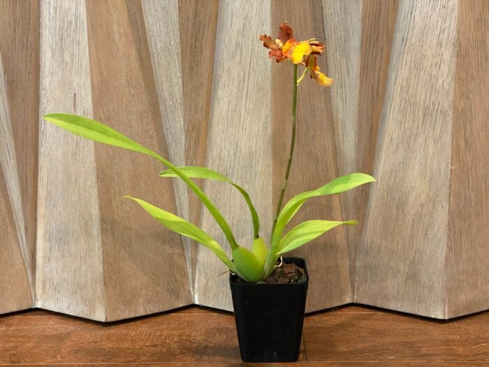 IN SPIKE- Odontocidium Burnt Orange (3.5" pot) - Image 5