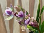 In Spike Zygonisia Snow Bird (clone) (3.5" pot) - Image 5