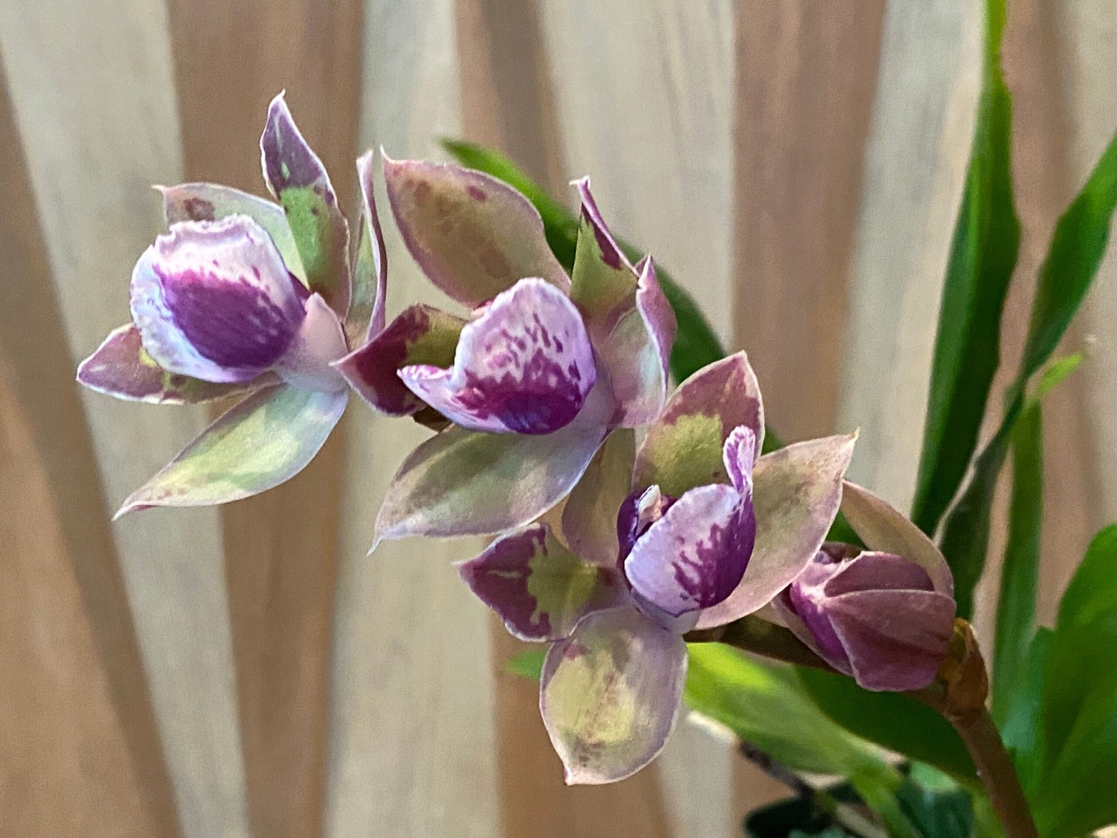 il_fullxfull.3995584586_4fcd.jpg In Spike Zygonisia Snow Bird (clone) (3.5" pot) - Image 5
