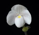 In Bud Paph. Greyi (godefroyae x niveum) (2” pot)
