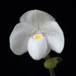 In Bud Paph. Greyi (godefroyae x niveum) (2” pot)