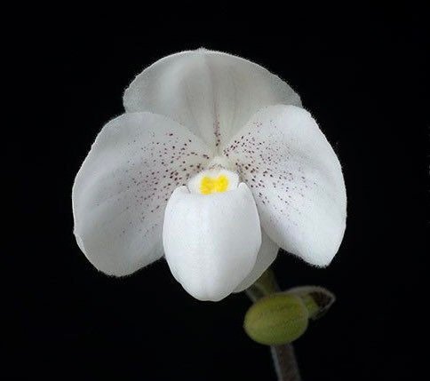 il_fullxfull.3995756750_73vt.jpg In Bud Paph. Greyi (godefroyae x niveum) (2” pot) - Image 1