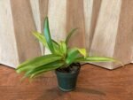 Paph. (Golden Arm x Pacific Shamrock) x (Hellas x Valentine) (Multi-Growths, 4” pot) - Image 2