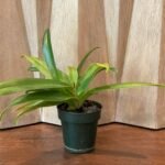 Paph. (Golden Arm x Pacific Shamrock) x (Hellas x Valentine) (Multi-Growths, 4” pot)