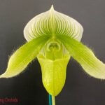 IN SPIKE - Paph. Maudiae Green (3.5" pot)