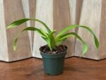 Phrag. Karen Sue (Red Rocket 4N x kovachii) (Multi-Growths, 5" pot) - Image 2
