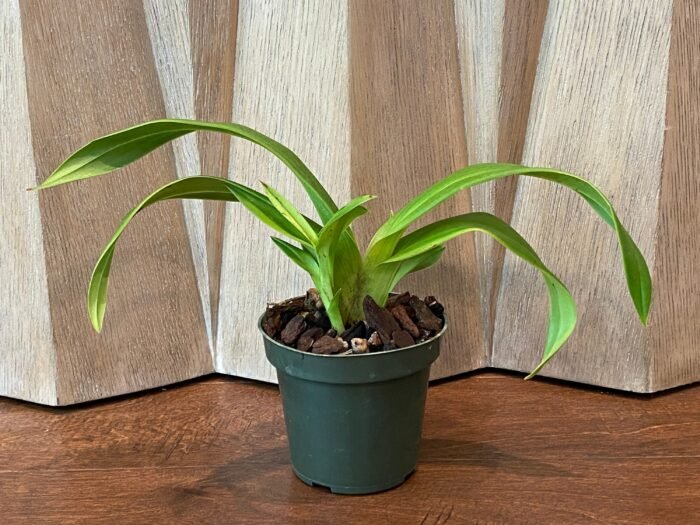 Phrag. Karen Sue (Red Rocket 4N x kovachii) (Multi-Growths, 5" pot) - Image 2