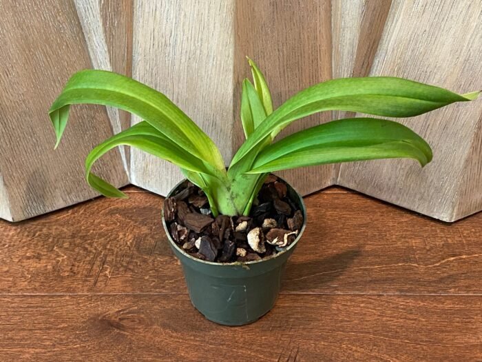 Phrag. Karen Sue (Red Rocket 4N x kovachii) (Multi-Growths, 5" pot) - Image 5