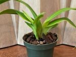 Phrag. Karen Sue (Red Rocket 4N x kovachii) (Multi-Growths, 5" pot) - Image 6