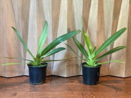 Paph. Stonei (#1 x 2008) x Rothschildianum (Red Baron x Wide Horizon) (Multi-Growths, 5” pot)