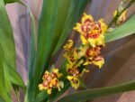 IN SPIKE - Wilsonara Pacific Passage 'Peach Cobbler' (3.5" pot) - Image 2