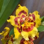 In Spike - Wilsonara Pacific Passage 'Peach Cobbler' (3.5" pot)