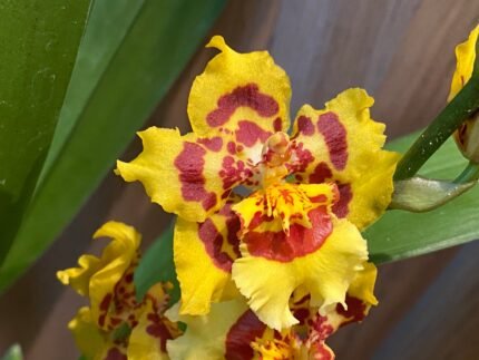 IN SPIKE - Wilsonara Pacific Passage 'Peach Cobbler' (3.5" pot)