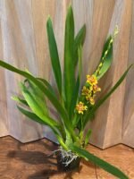 IN SPIKE - Wilsonara Pacific Passage 'Peach Cobbler' (3.5" pot) - Image 6