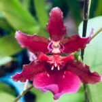 Tall Spike Fragrant - Oncidium Sharry Baby ‘Red Fantasy’ (3.5” Pot)