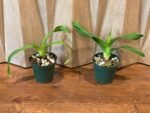 Phrag. Nicolle Tower (dalessandroi x longifolium) (4.5" pot) - Image 3