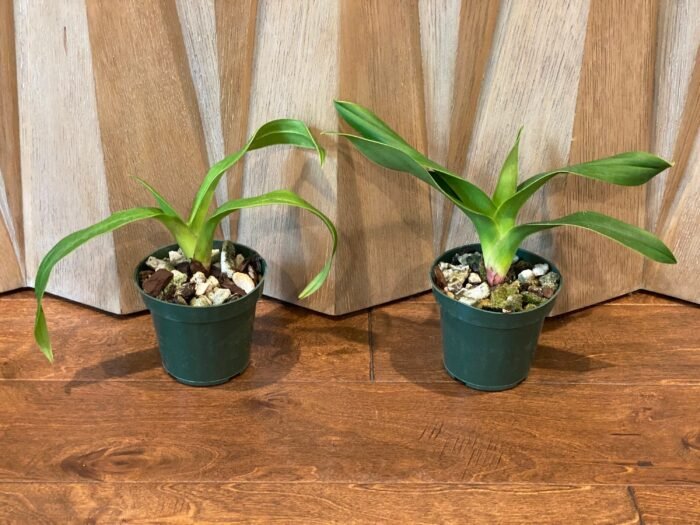 Phrag.  Nicolle Tower (dalessandroi x longifolium) (4.5" pot) - Image 3
