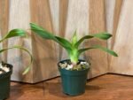 Phrag. Nicolle Tower (dalessandroi x longifolium) (4.5" pot) - Image 5