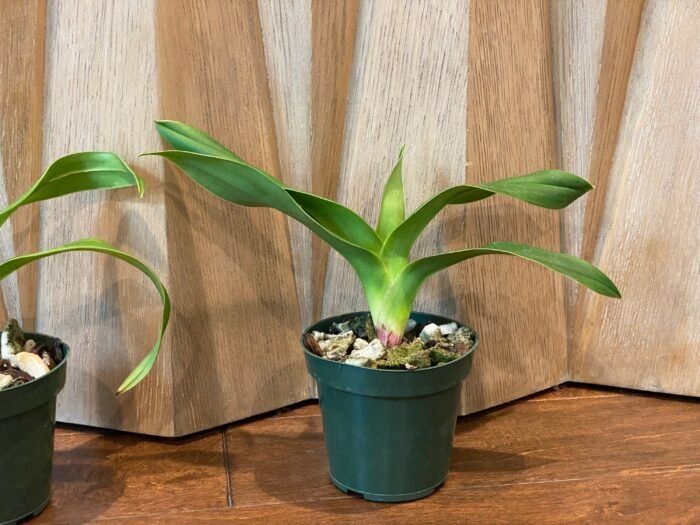 Phrag.  Nicolle Tower (dalessandroi x longifolium) (4.5" pot) - Image 5