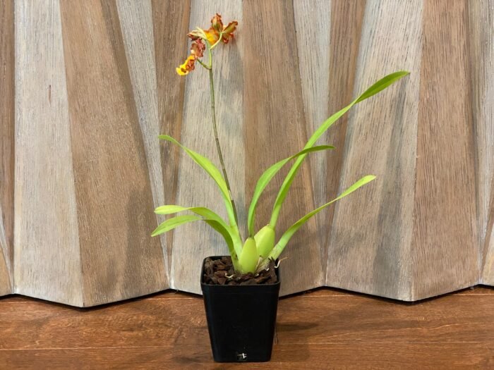IN SPIKE- Odontocidium Burnt Orange (3.5" pot) - Image 3