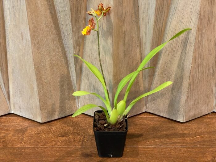 IN SPIKE- Odontocidium Burnt Orange (3.5" pot) - Image 4