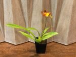 IN SPIKE- Odontocidium Burnt Orange (3.5" pot) - Image 6