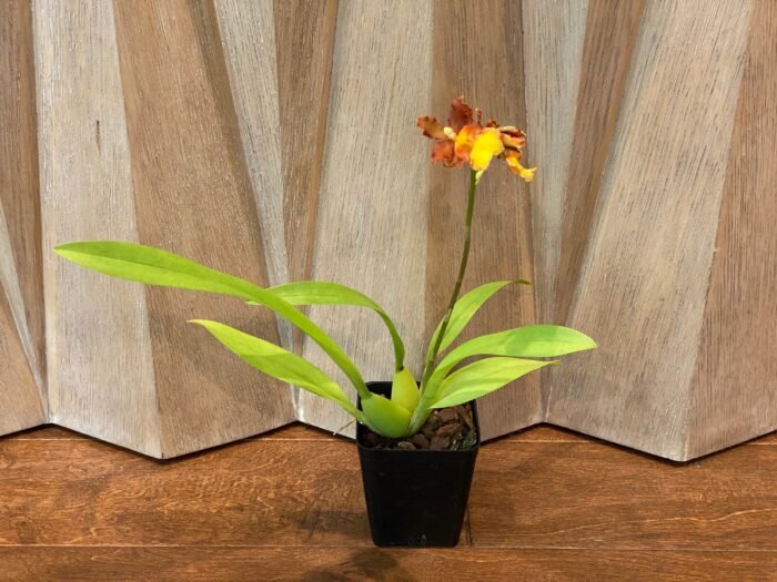 IN SPIKE- Odontocidium Burnt Orange (3.5" pot) - Image 6