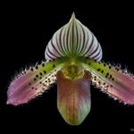 In Spike Paph. acmodontum x Hilo Citron (2" pot)