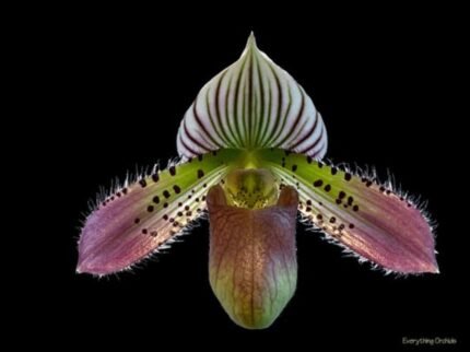 In Spike Paph. acmodontum x Hilo Citron (2" pot)