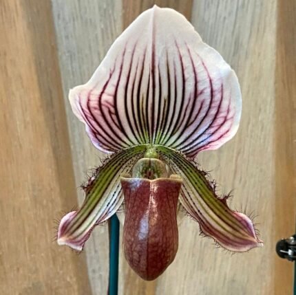 2 Spikes  and 1 Bud Paphiopedilum vexillarium x sib Multi Growths (3.5” pot)