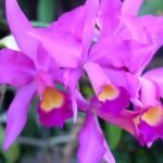 IN BUD- C. Caribbean x C. Lawrenceana (4” pot)