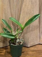 IN BUD- C. Caribbean x C. Lawrenceana (4” pot) - Image 5