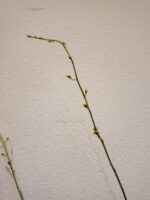TALL SPIKE- Oncidesa Gower Ramsey 'Orange' (3.5” Pot) - Image 6