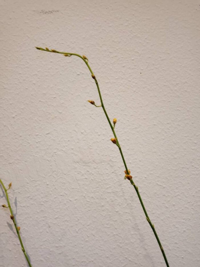 TALL SPIKE- Oncidesa Gower Ramsey 'Orange' (3.5” Pot) - Image 6