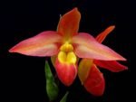Phrag. Don Wimber (4.5" pot)