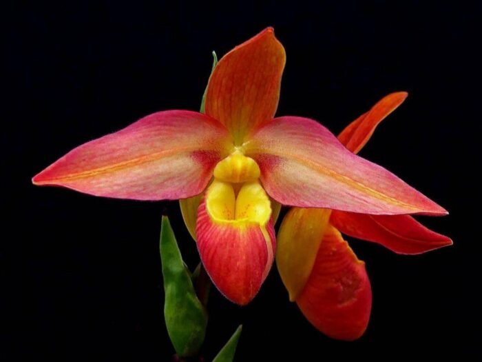 Phrag. Don Wimber (4.5" pot) - Image 1