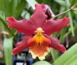 DOUBLE SPIKES - Wils. Pacific Panache 'Fireside Fever' (3.5" pot)