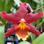 DOUBLE SPIKES - Wils. Pacific Panache 'Fireside Fever' (3.5" pot)