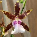 Miltonia Kismet ‘Kind Kai’ (3.5” Pot)