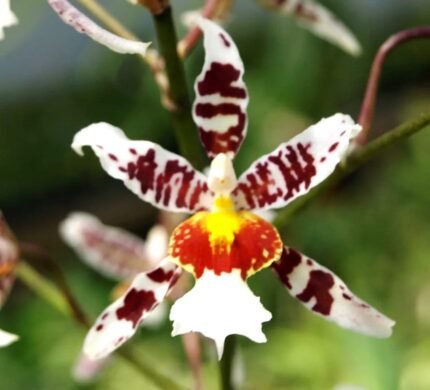 IN SPIKE- Odontocidium Rex's Luck 'Firefly' (3.5" pot)
