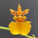 TALL SPIKE- Oncidesa Gower Ramsey 'Orange' (3.5” Pot)