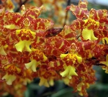Odontocidium Golden Mirth 'Filini's Gold Dust' (3.5" pot)