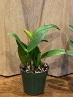 IN BUD- C. Caribbean x C. Lawrenceana (4” pot) - Image 4