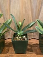 IN SPIKE Paphiopedilum venustum var. album x sib (3.5" pot) - Image 7