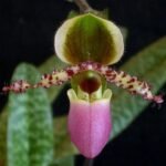 Paphiopedilum liemianum sequential - Blooming Size (3.5” Pot)